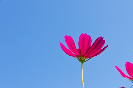 This is a picture of the cosmos which I have taken in September の写真素材