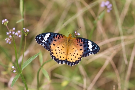 This is a photo I took of the nymphalidae by chance one day.の写真素材