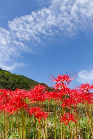 This is a photo of the amaryllises that I have taken in September.の写真素材