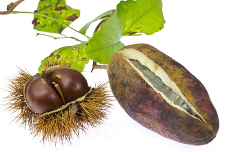  chestnut and chocolate vine の写真素材