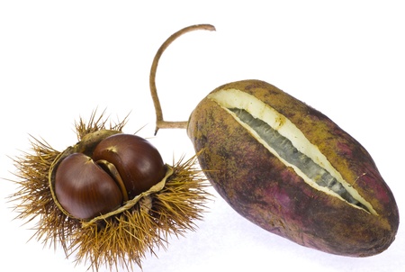  chestnut and chocolate vineの写真素材