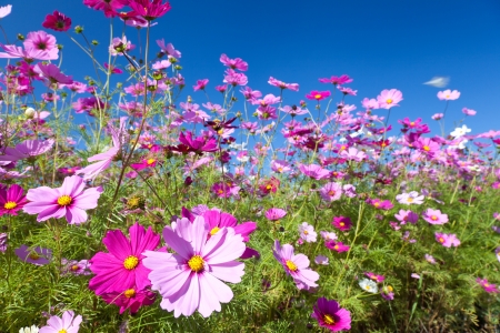This is a picture of the cosmos I have taken in October.の写真素材