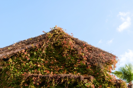 This is a picture of a house covered with ivy that I have taken in November.の写真素材