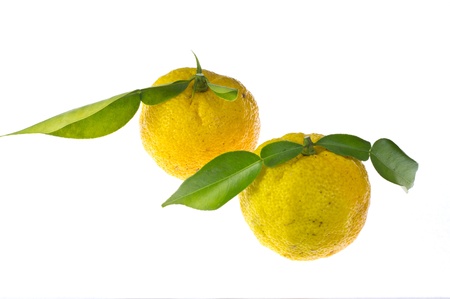 This is a photo of the citron used as seasoning.の写真素材