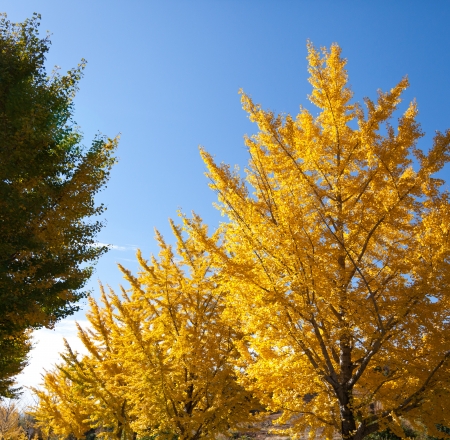 This is a photo of the blue sky and the ginkgo tree-lined の写真素材