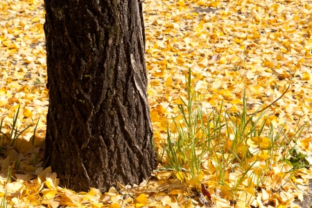 This is a picture of ginkgo trees and fallen leaves in autumn.