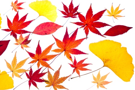 This is a photograph of maple and ginkgo leaves. 