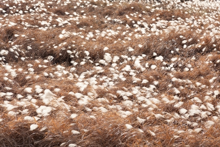 This is a photo of lush pampas grass field. の写真素材