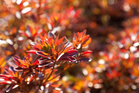 This is a photo of the foliage leaves of the hedge.の写真素材