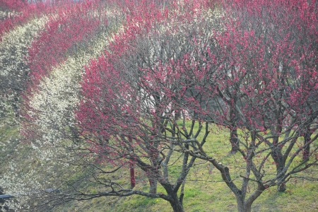 This is a  red and white plum blossoms. の写真素材