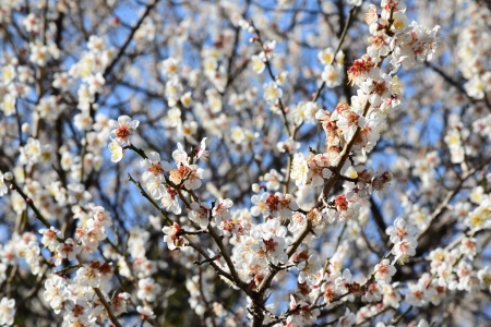 This is a photo of white plum blossoms. の写真素材