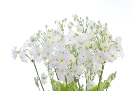 This is a photograph of a white primula の写真素材