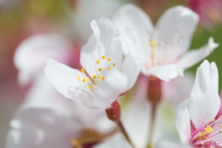 This is a close-up photo of the cherry blossoms.の写真素材