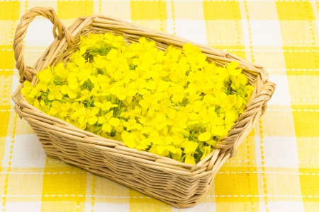 This is a photo of the flower of rape that was served in a basket.の写真素材