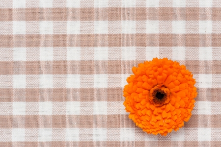 This is a photo of the flower of calendula.の写真素材