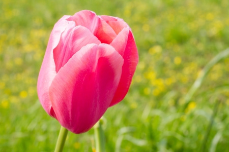 This is a photo of a pink tulip.の写真素材