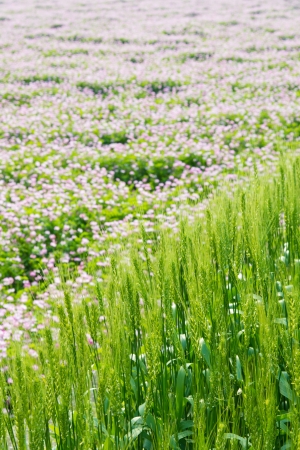 wheat field beside chinese milk vetchの写真素材
