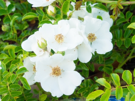 This is a photograph of flowers of wild rose.の写真素材