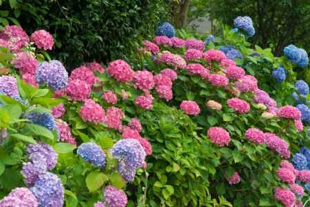 This is a photograph of hydrangea flowers.