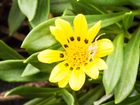 This is a picture of an yellow flower.の写真素材