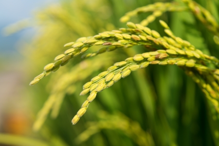 rice ripe close upの写真素材