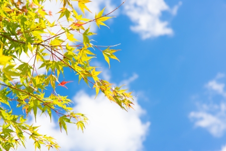 This is a photo of the sky and maple.の写真素材