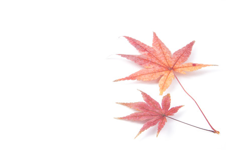 This is a photo of the maple leaves.の写真素材