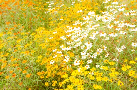 This is a photo of zinnia flowers.の写真素材