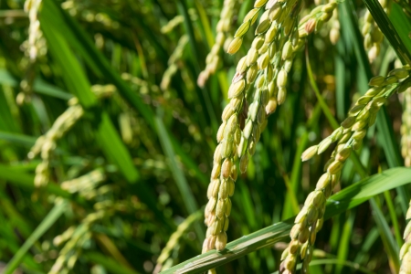 This is a photo of rice ripe.の写真素材