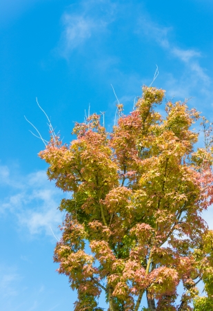 This is a photo of a maple tree that impending autumn leaves.の写真素材