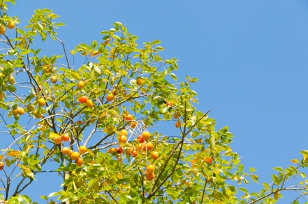 This is a photo of the persimmon fruit is ripe.の写真素材