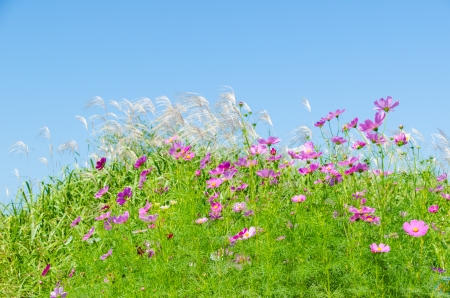 This is a photo of a blue sky and cosmos flowers and silver grass.の写真素材