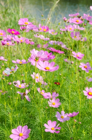 This is a photo of cosmos flowers and grass.の写真素材