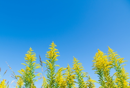 This is a photo of a blue sky and goldenrod.の写真素材