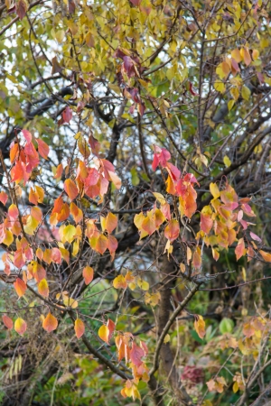 This is a tree in the fall, the leaves were turning yellow and autumn leaves.の写真素材
