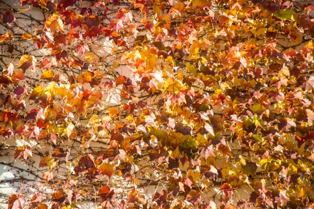 These are the ivy that autumn leaves on the wall.の写真素材
