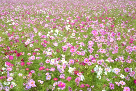 These are cosmos flowers in early autumn.の写真素材