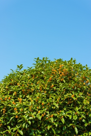 This is a blue sky and calendula to flowering.の写真素材