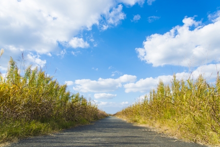 This is a sky and promenade in autumn.の写真素材