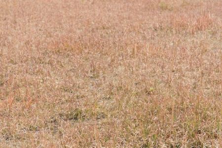 This is the field where grass is dead in winter.の写真素材