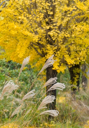 This is a ginkgo yellow leaves in autumn. の写真素材