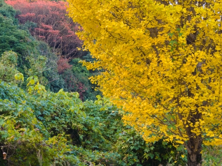This is a ginkgo yellow leaves in autumn. 