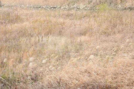 Field in the fall of December.の写真素材