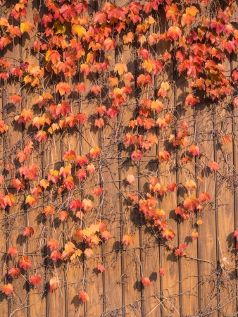 These are the ivy that autumn leaves on the wall.の写真素材