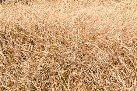 This is the dried grass of winter.の写真素材