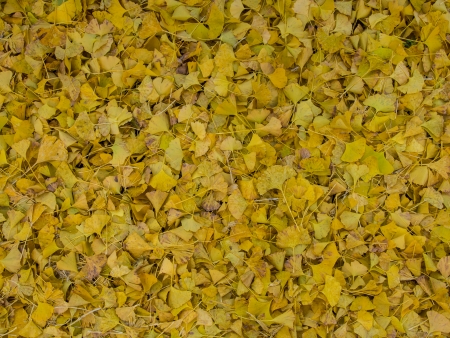 This is the fallen leaves of the ginkgo.の写真素材