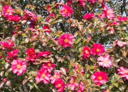 This is the scene of sasanqua flowers are in bloom a lot.の写真素材