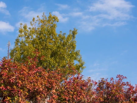 This is a blue sky and green trees and hedges were autumn leaves.の写真素材