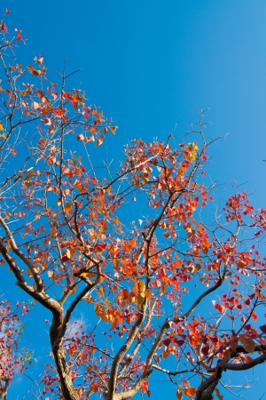This is a tree that fall foliage and blue sky.の写真素材