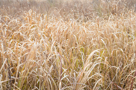 This is the dried grass in winter.の写真素材